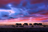 African Sunset
