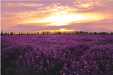 Lavender Field