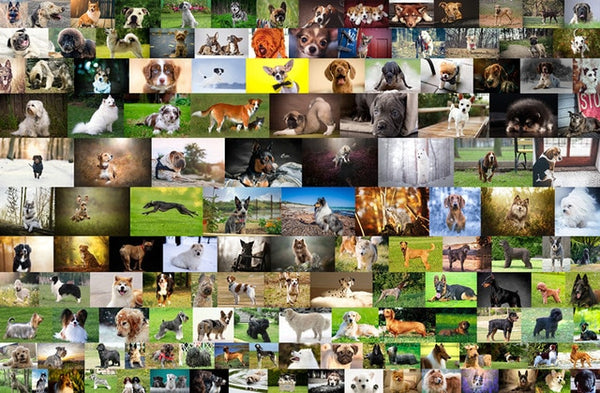 Dog Collage