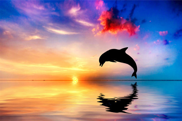 Dolphin