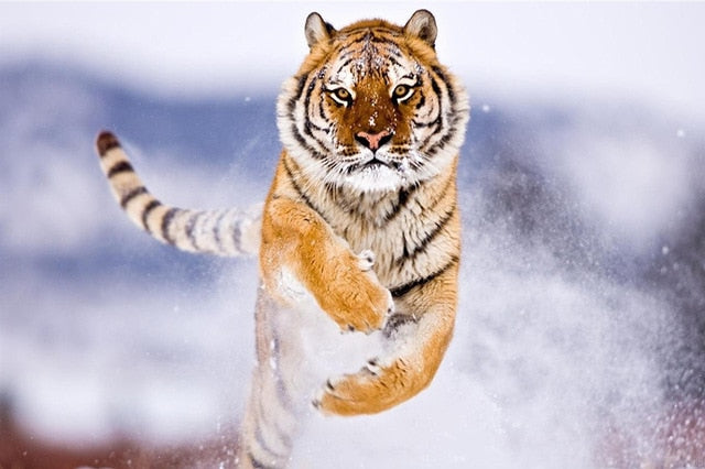 Tiger in Winter