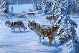 Wolves In The Snow