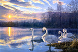 White Swans at the Lake