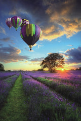 Hot Air Balloons Over Lavender Field