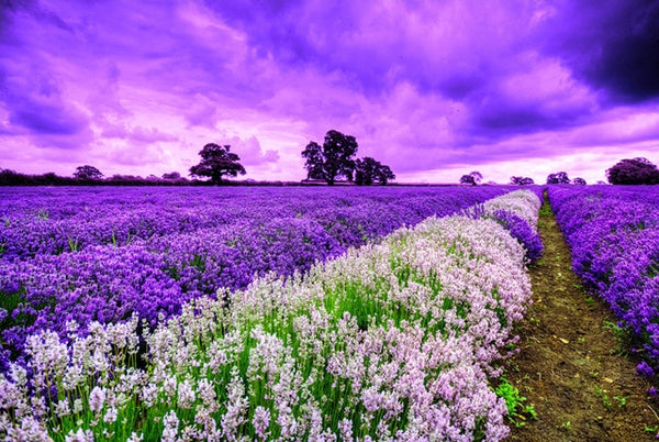 Lavender Field