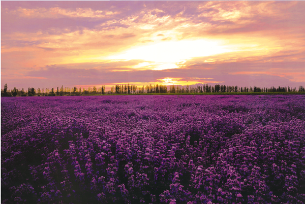 Lavender Field