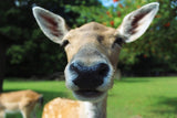 Cute Funny Deer Closeup