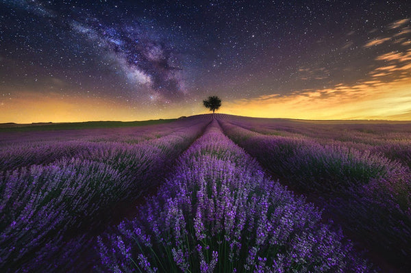 Lavender Field