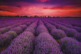 Field of Lavender